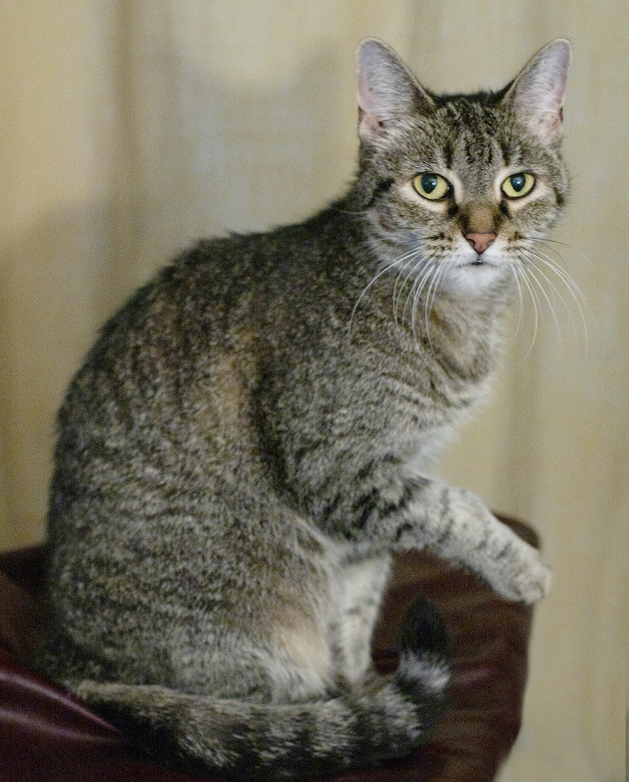 Top Cat Sanctuary cat photo